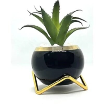 Black and Gold Pot with Cactus